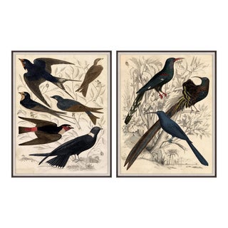 Gallivani Birds, Set Of 2, Framed Artwork For Sale