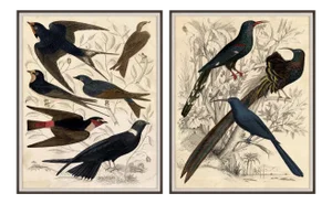 Gallivani Birds, Set Of 2, Framed Artwork