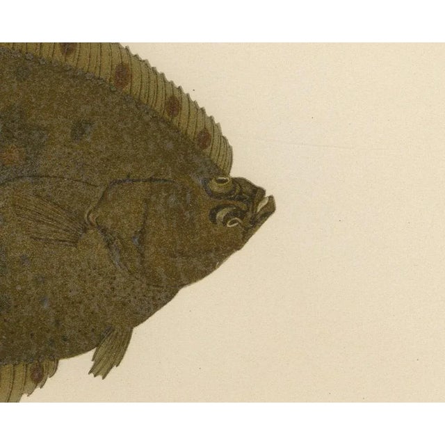 Wilhelm von Wright, Flounder and Plaice, Lithograph, 1895 For Sale - Image 3 of 10