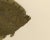 Wilhelm von Wright, Flounder and Plaice, Lithograph, 1895 For Sale - Image 3 of 10