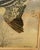 American Rex Brasher Hand-Colored Print of the American Woodcock, Birds & Trees of North America, C. 1929–1932 For Sale - Image 3 of 10