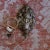 Pair of Antique Continental Brass Repoussé Sconces For Sale - Image 12 of 15