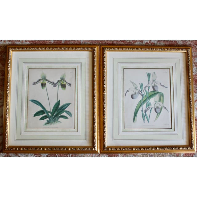 In very fine gilt wood frames, this pair of antique botanical lithographs of Lady's Slipper orchids comes from the...