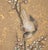 "Egrets and Sparrow", C. 1950s Japanese Yamato-E Style Byobu Screen For Sale - Image 13 of 18