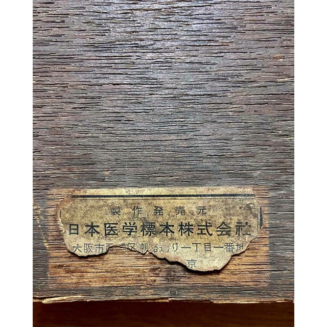 Japanese Dental Teaching Display with Anatomical Models, 1920s For Sale - Image 11 of 18