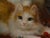 2000 - 2009 After Henriëtte Ronner-Knip, Painting of a kitten. Oil on Board For Sale - Image 5 of 9