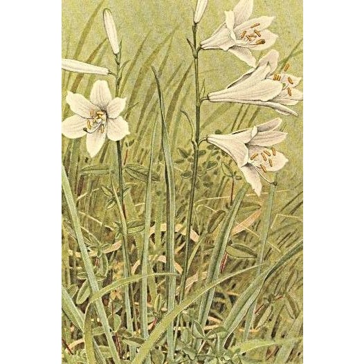 Contemporary 1945 Botanical Watercolor Lithograph- Lily For Sale - Image 3 of 3