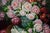 "In a grain of sand see a world, in every flower of the field Paradise" - William Blake Chromolithograph on canvas, framed...