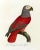 Reproduction Antique 1805 French Parrot Prints - Set of 12 For Sale - Image 11 of 13