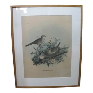 Daniel Giraud Elliot Framed C1869 Scardafella Inca Little Dove Lithograph