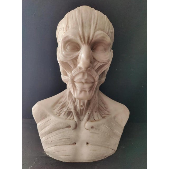 Finely Detailed Anatomical Bust from the Houdon Model - H 60 cm - Carrara Marble Spectacular anatomical bust in Carrara...