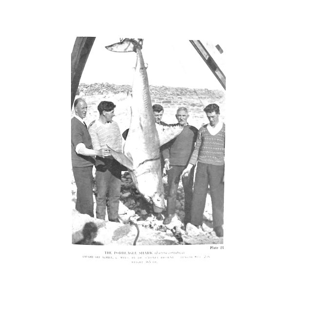 1930s "Sea Fishing Vol Xvii" Book 1934 Cooper, A.E. For Sale - Image 5 of 8