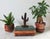 Vintage ironwood cactus sculpture. No makers mark. Minor age wear.