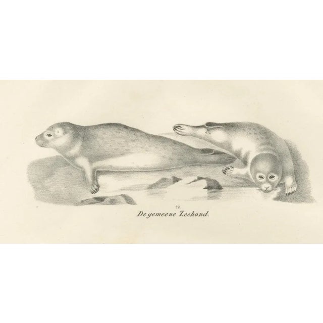 Paper Seals and Elephant Seals in Arctic and Marine Habitat, 1836, Lithograph For Sale - Image 7 of 10