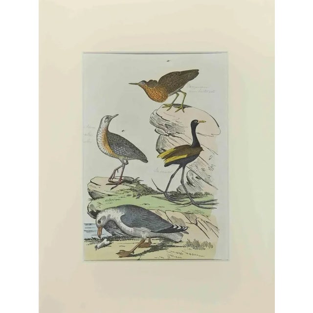 Johann Friedrich Naumann, Gull, Etching, 1840 For Sale - Image 3 of 3