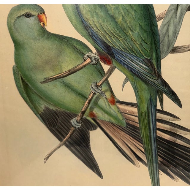 Original Circa 1848 John Gould “Polytelis Barrabandi” Hand-Colored Lithograph For Sale In Phoenix - Image 6 of 9