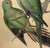 Original Circa 1848 John Gould “Polytelis Barrabandi” Hand-Colored Lithograph For Sale In Phoenix - Image 6 of 9