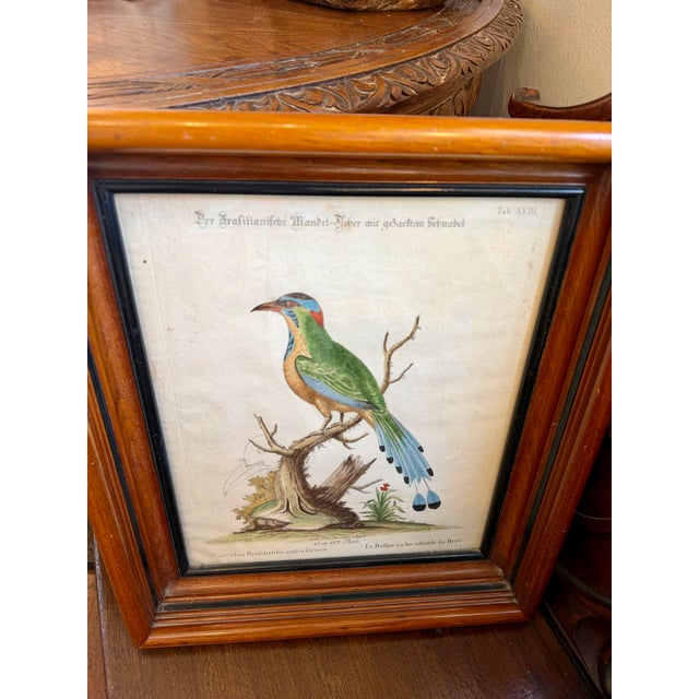 Pair Antique Original George Edwards Bird Prints, Framed For Sale - Image 9 of 15