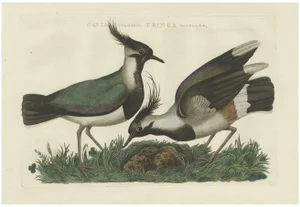Northern Lapwing Bird, 1770, Paper