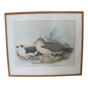 Daniel Giraud Elliot Hand Tinted 1869 Whitneys Fulmar & Puffin Framed Lithograph