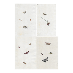 Antique Moth and Butterfly Engravings - Set of Four
