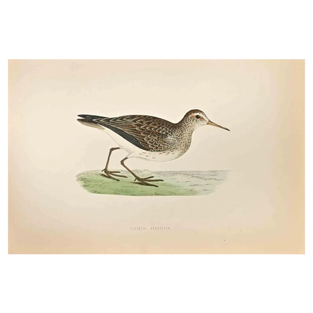 Alexander Francis Lydon, Pectoral Sandpiper, Woodcut Print, 1870 For Sale