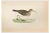 Alexander Francis Lydon, Pectoral Sandpiper, Woodcut Print, 1870 For Sale