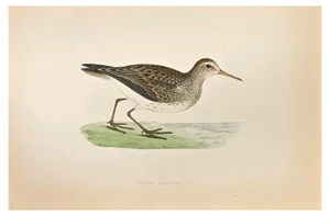Alexander Francis Lydon, Pectoral Sandpiper, Woodcut Print, 1870