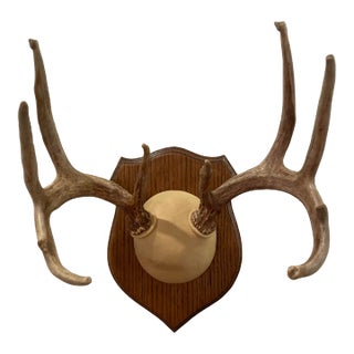 Mid 20th Century 9 Point Deer Antler Mount For Sale