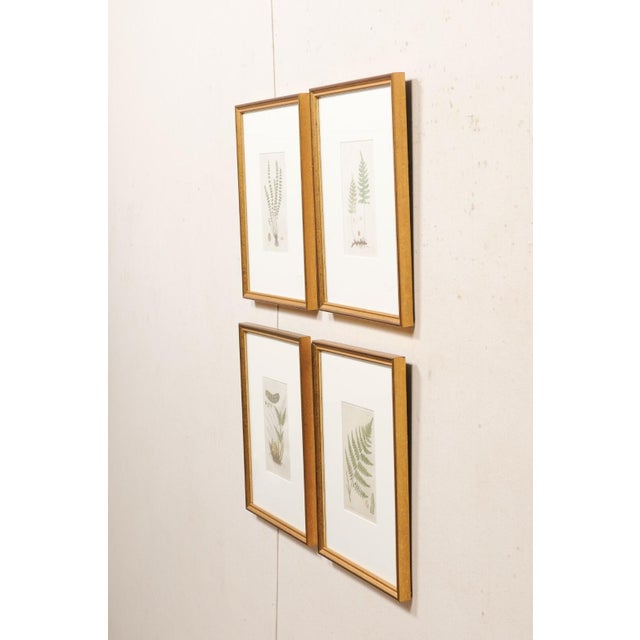 Framed 18th Century Swedish Botanical Engravings - Set of 4 For Sale In Atlanta - Image 6 of 11