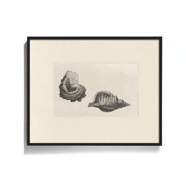 Antique Sea Shell Set of 9 - 11" X 14" Reproduction For Sale - Image 10 of 15