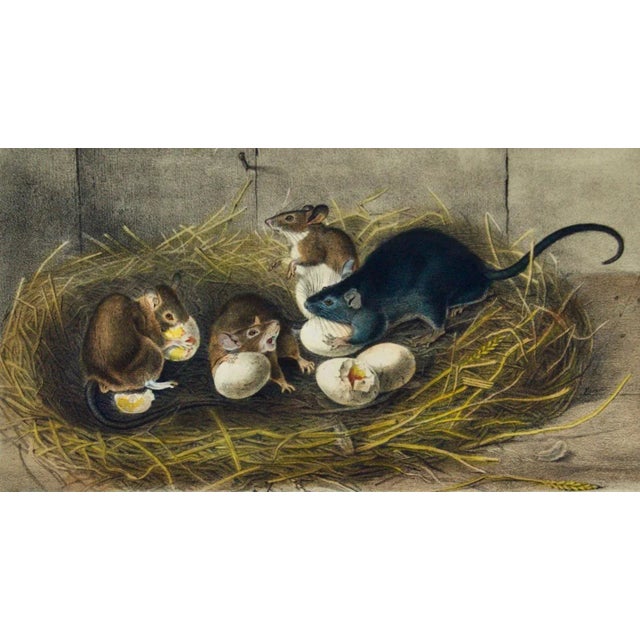 Realism Audubon Black Rat, Old & Young: A 1st Octavo Edition Audubon Hand-Colored Lithograph, 1849-1854 For Sale - Image 3 of 4