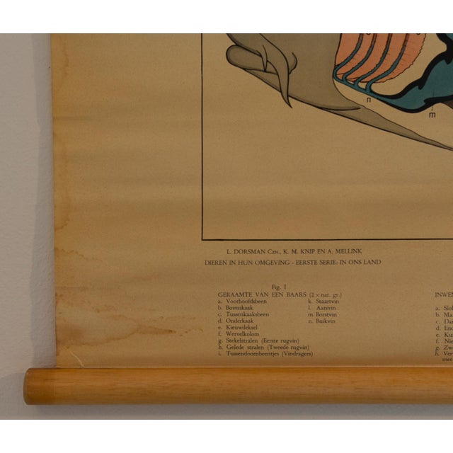 Physiology of Fish School Chart, 1960s For Sale - Image 3 of 6