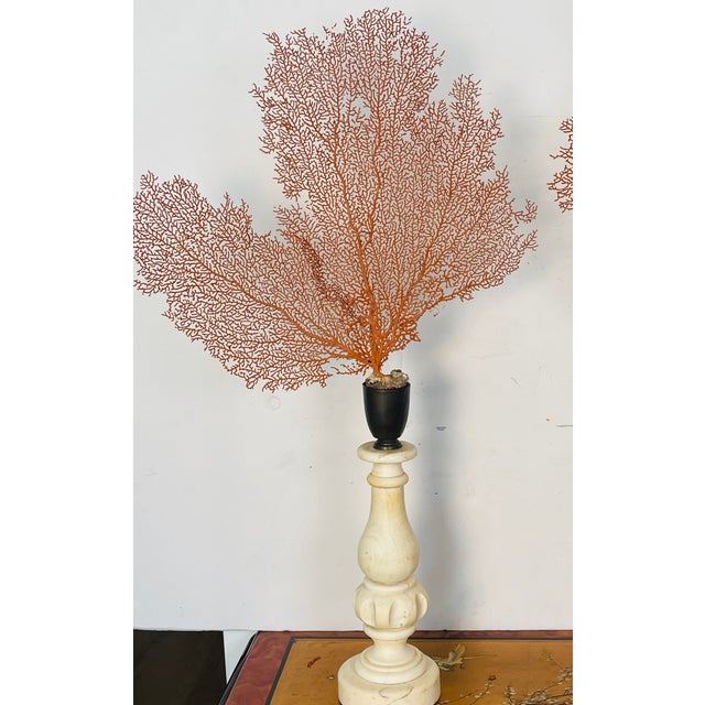 Elegant Natures Beauty installation of a beautiful sea whip branches in natural burnt orange mounted on alabaster antique...