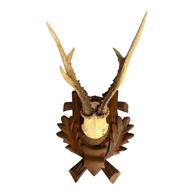Roe Deer Trophy 157 Black Forest Antlers Mount For Sale