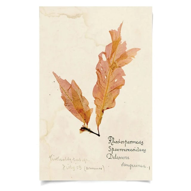 Pulled by hand from the churning brine, the varying shape and structure of these specimens reflect the limitless,...