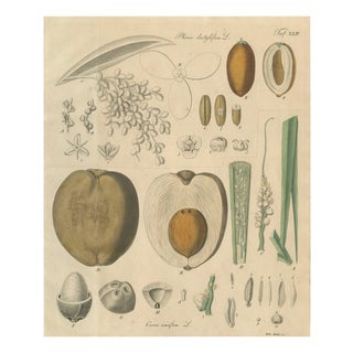 Coconut Palm, 1800s, Paper For Sale