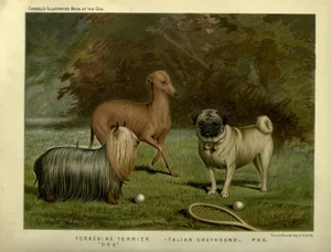 Contemporary Terrier Greyhound and Pug Digital Reproduction Print