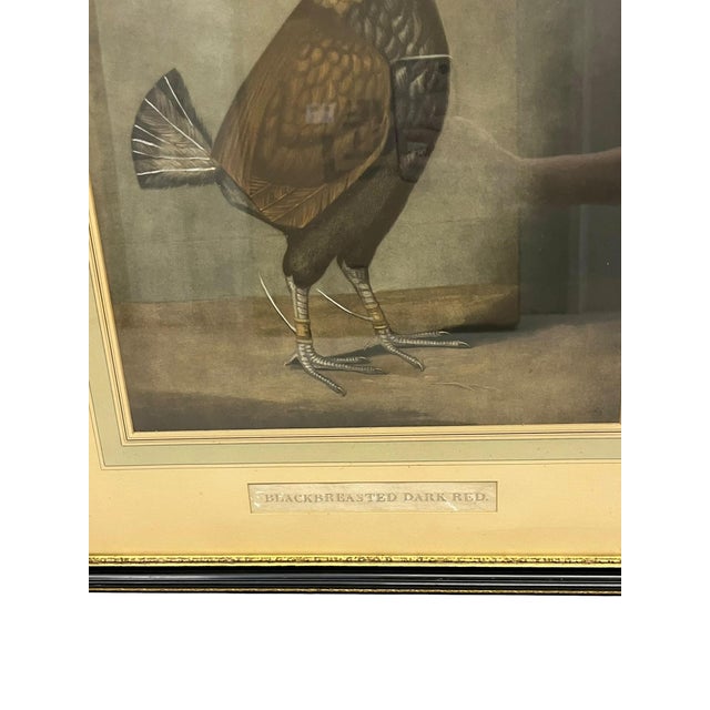 Antique Pair of English Game Bird Sporting Hand Colored Engravings in Ebonized Frames For Sale - Image 6 of 18