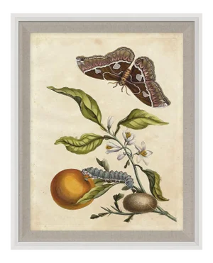 Merian Butterfly 1, Framed Artwork