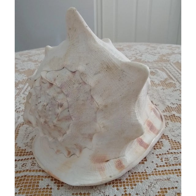 Collected in the Philippines in 1982. Majestic large crenulated shell with elegant color contrasts from white to orange.