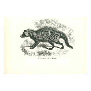 Paul Gervais, African Civet, 1854, Lithograph For Sale