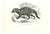 Paul Gervais, African Civet, 1854, Lithograph For Sale