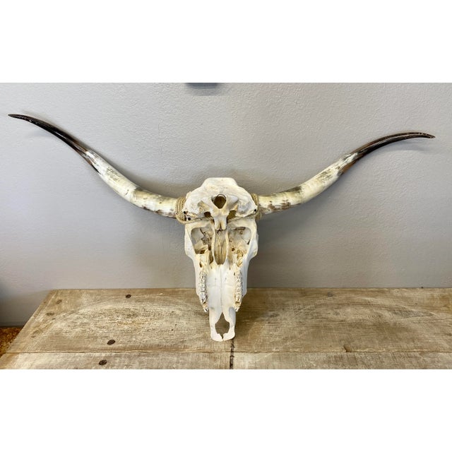 Late 20th Century Texas Long Horns and Skull For Sale - Image 5 of 7