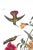 A vibrant study from John James Audubon's celebrated Birds of America collection, featuring multiple Mango Hummingbirds...
