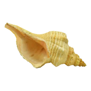Mid 20th Century Vintage Large Natural Horse Conch Shell Nautical Coastal Décor