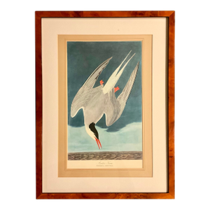1960s John James Audubon Original Folio Print Great Birds Edition (Arctic Tern) Matted and Framed in Solid Burl Wood Vintage Frame