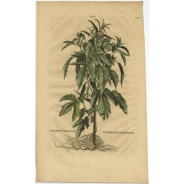 Sesame Plant, 1696, Paper For Sale - Image 6 of 7