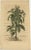 Sesame Plant, 1696, Paper For Sale - Image 6 of 7