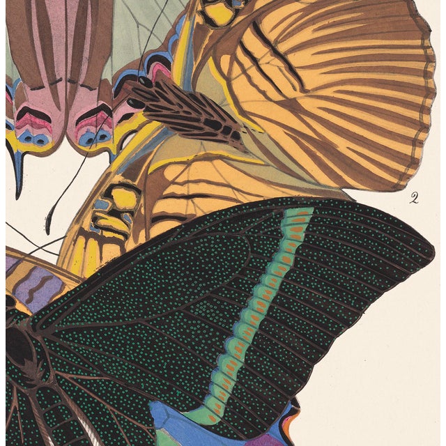 Contemporary Papillons (Butterflies) Plate 8 Giclee Reproducion Art Print by Emile Allian Séguy For Sale - Image 3 of 4